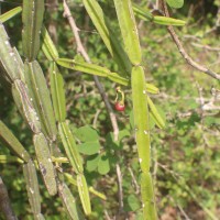 Cissus quadrangularis L.